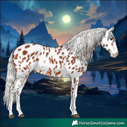 Horse Color:Silver Bay Sabino Appaloosa 