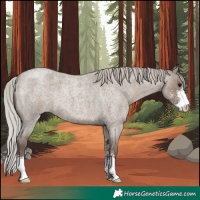 Horse Color:Silver Grullo Roan Sabino 