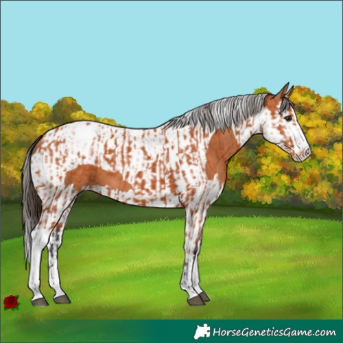 Horse Color:Bay Splash Tobiano Appaloosa  and Bay Splash Tobiano Appaloosa 