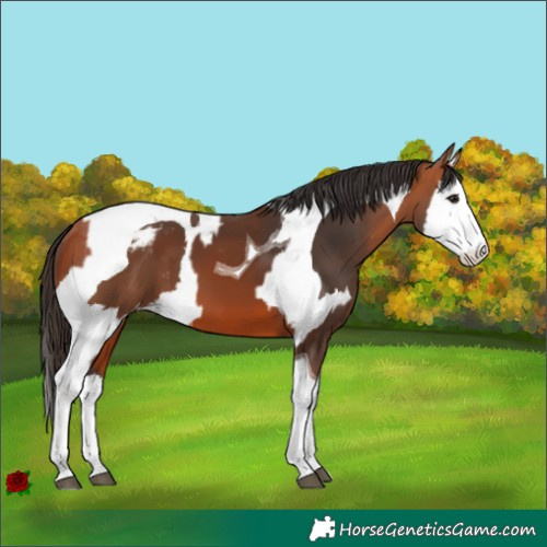 Horse Color:Bay Splash Tobiano Appaloosa and Bay Splash Tobiano Appaloosa