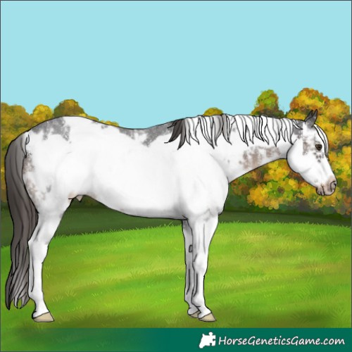 Horse Color:White Spotted Liver Chestnut Sabino Frame Rabicano