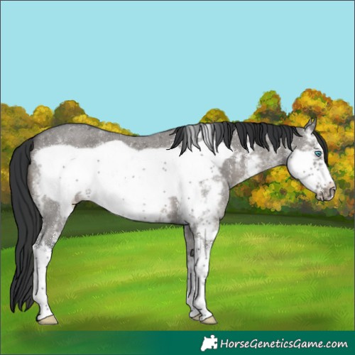 Horse Color:Grullo Sabino Frame 
