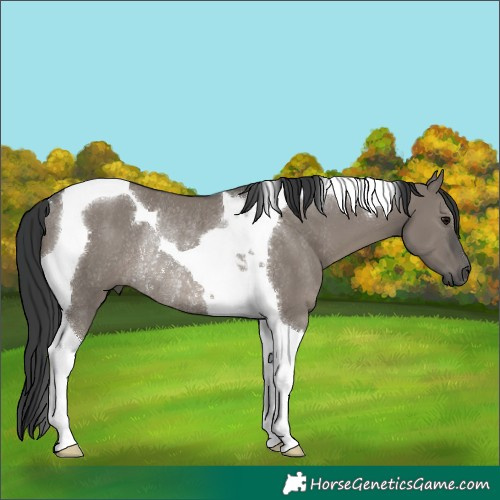 Horse Color:Grullo Tobiano Rabicano