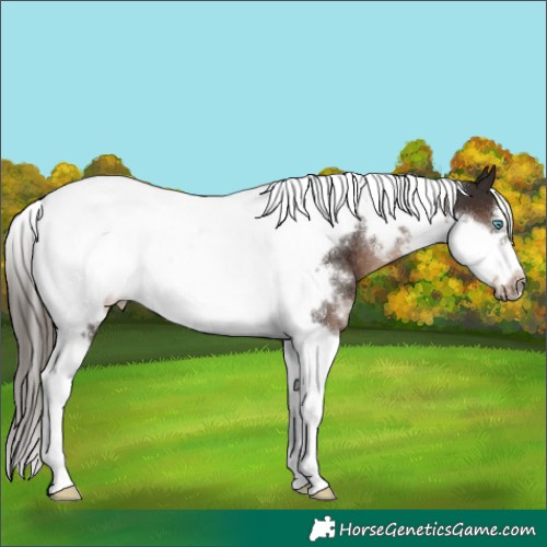 Horse Color:White Spotted Liver Chestnut Tobiano Frame Rabicano