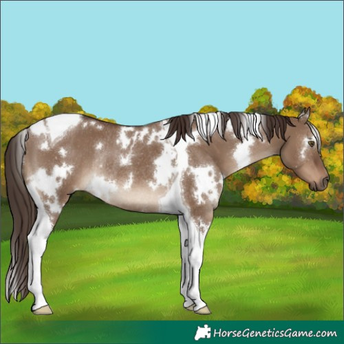 Horse Color:White Spotted Liver Red Dun Tobiano Rabicano 