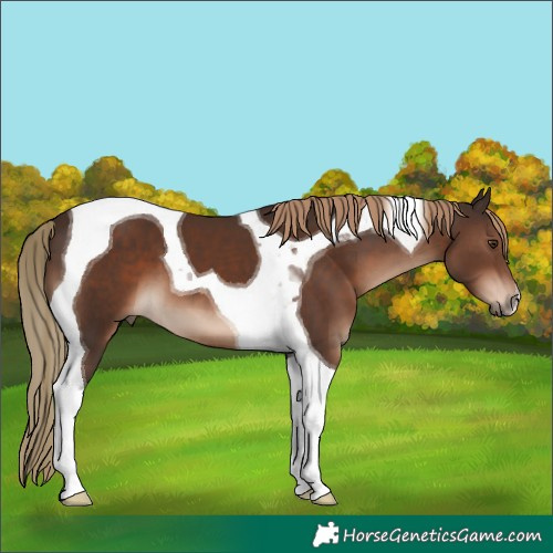 Horse Color:Liver Chestnut Tobiano 