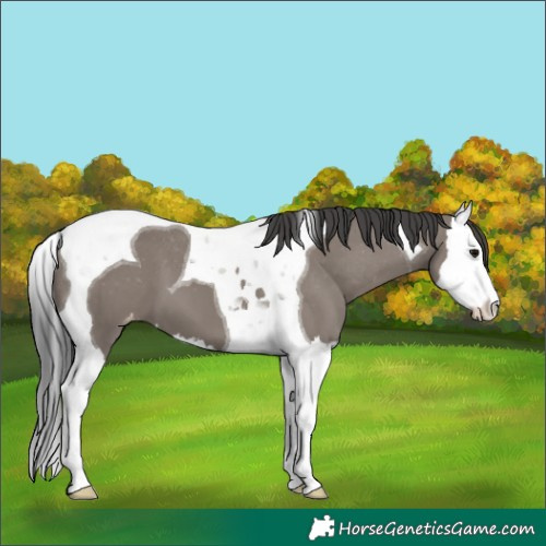 Horse Color:Grullo Splash Tobiano Appaloosa 