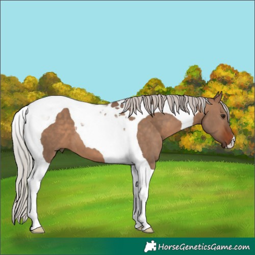 Horse Color:Silver Brown Dun Tobiano 