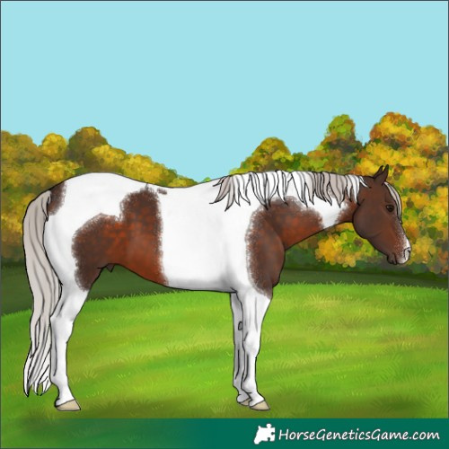 Horse Color:Silver Brown Tobiano 