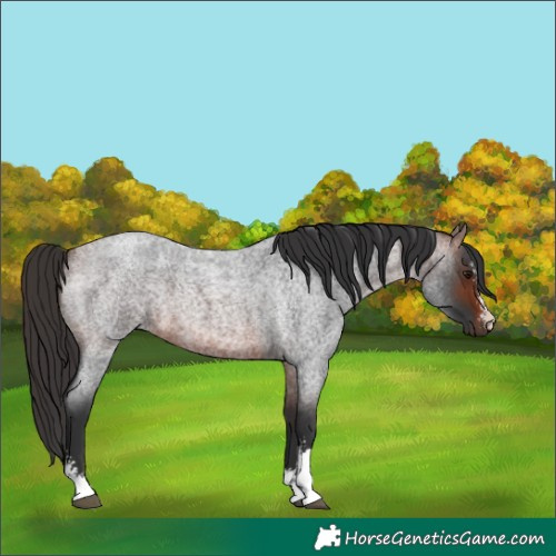 Horse Color:Brown Roan Sabino 