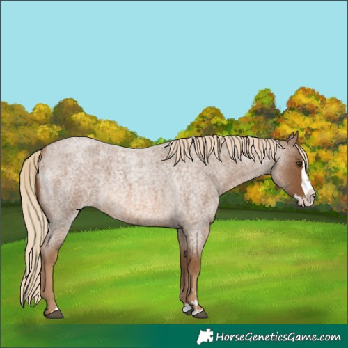 Horse Color:Chocolate Palomino Roan Splash