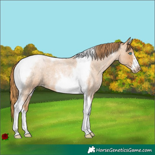 Horse Color:Red Roan Pearl Tobiano Frame 