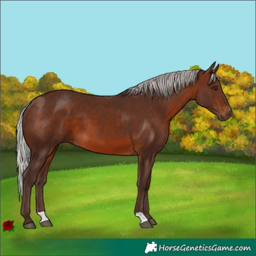 Horse Color:Silver Bay 