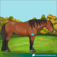 Horse Color:Bay 
