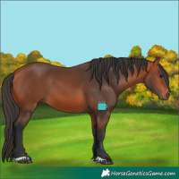 Horse Color:Bay 