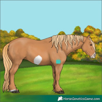 Horse Color:Chestnut Frame