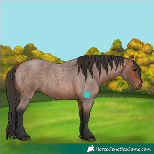 Horse Color:Bay Roan 