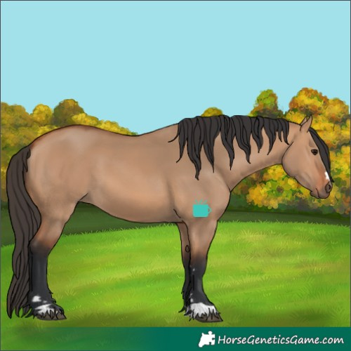 Horse Color:Bay Dun 