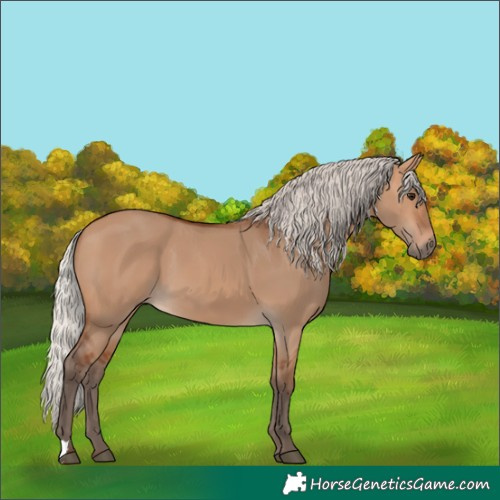 Horse Color:Silver Bay Dun 