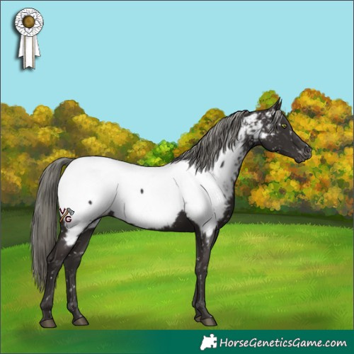 Horse Color:Liver Chestnut Mushroom Appaloosa