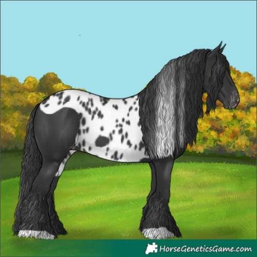 Horse Color:Black Skewed Appaloosa 