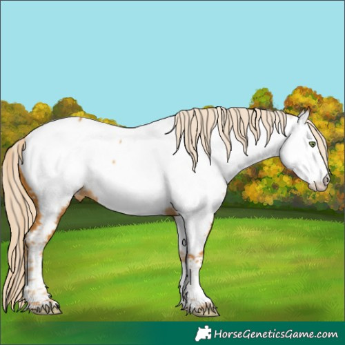 Horse Color:Gold Cream Champagne Sabino Splash Tobiano Appaloosa 