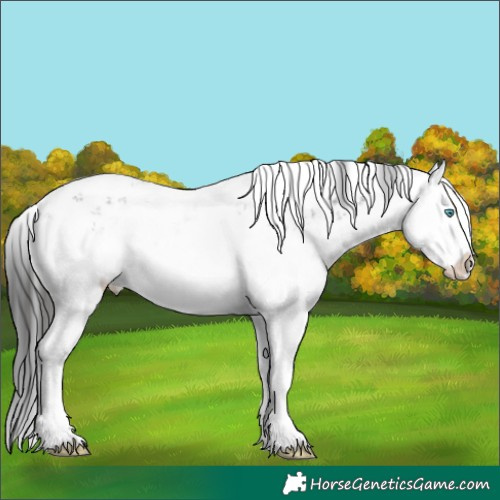 Horse Color:Liver Chestnut Sabino Splash 