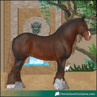 Horse Color:Liver Chestnut Skewed Appaloosa 