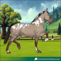 Horse Color:Liver Red Dun Skewed Appaloosa 
