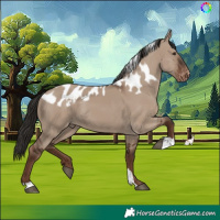 Horse Color:Liver Red Dun Skewed Appaloosa 