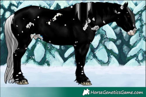 Horse Color:Blue Ice Roan Splash Tobiano Appaloosa 
