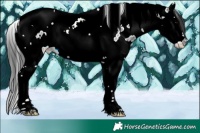Horse Color:Blue Ice Roan Splash Tobiano Appaloosa 