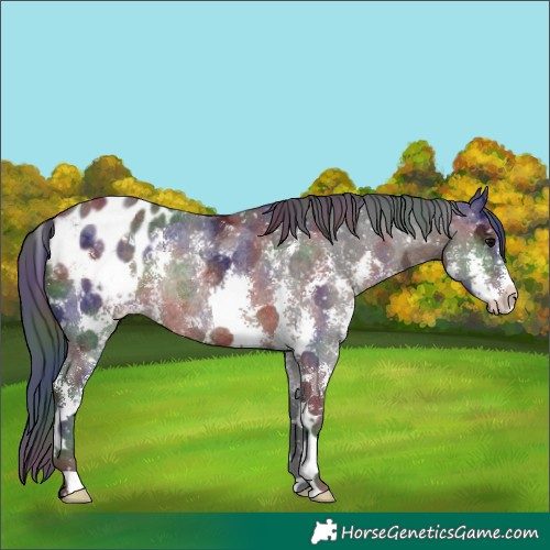 Horse Color:Nacre Brown Ice Sabino Appaloosa Rabicano 