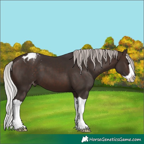 Horse Color:Silver Bay Splash Blanket 