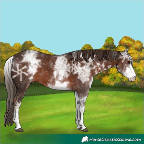 Horse Color:White Spotted Liver Chestnut Ice Sabino 