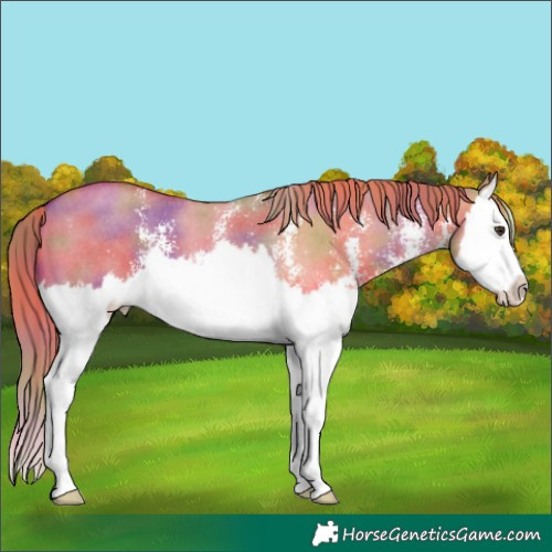 Horse Color:Nacre Red Dun Sabino Splash 