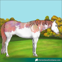 Horse Color:Nacre Red Dun Sabino Splash