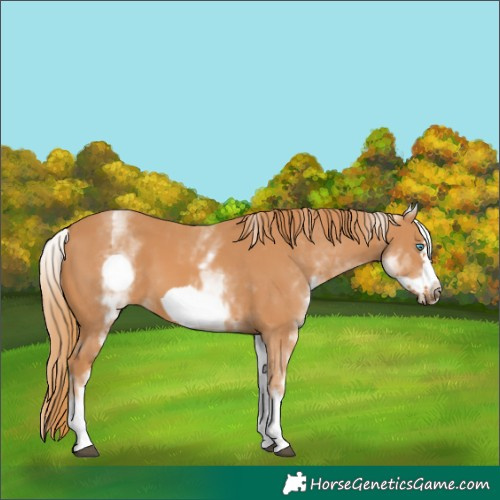 Horse Color:White Spotted Chestnut Frame 