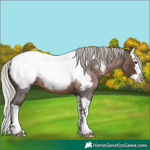 Horse Color:Silver Brown Roan Splash Appaloosa Rabicano