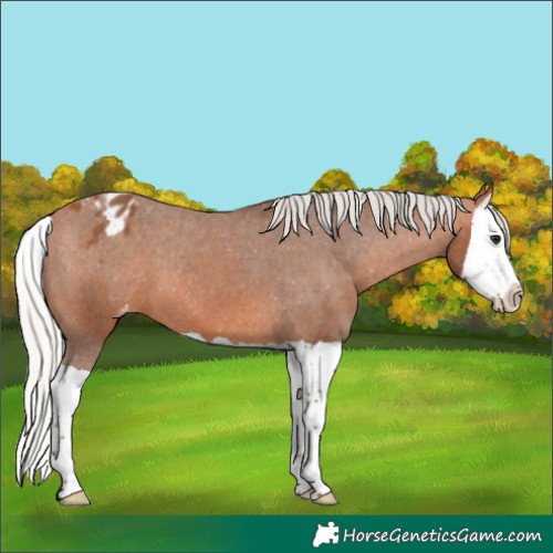 Horse Color:Silver Bay Splash Varnish