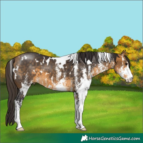 Horse Color:White Spotted Buckskin 