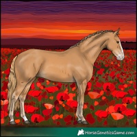 Horse Color:Chestnut Splash 