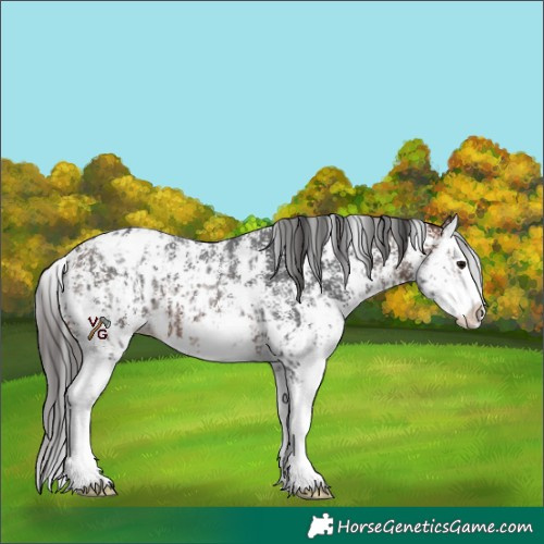 Horse Color:Brown Sabino Splash Appaloosa and Bay Sabino Splash Appaloosa
