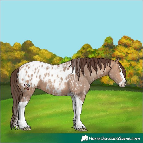 Horse Color:Amber Champagne Sabino Tobiano Appaloosa and Amber Champagne Sabino Splash Tobiano Appaloosa