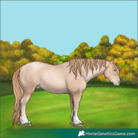 Horse Color:Gold Champagne Pearl Rabicano and Gold Champagne Pearl Rabicano