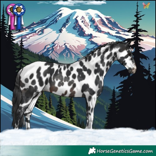 Horse Color:Brown Tobiano Skewed Appaloosa