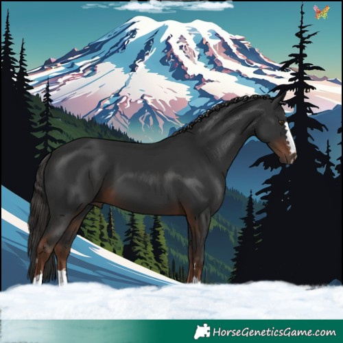 Horse Color:Liver Chestnut 
