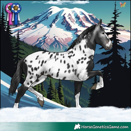 Horse Color:Gray Brown Skewed Appaloosa