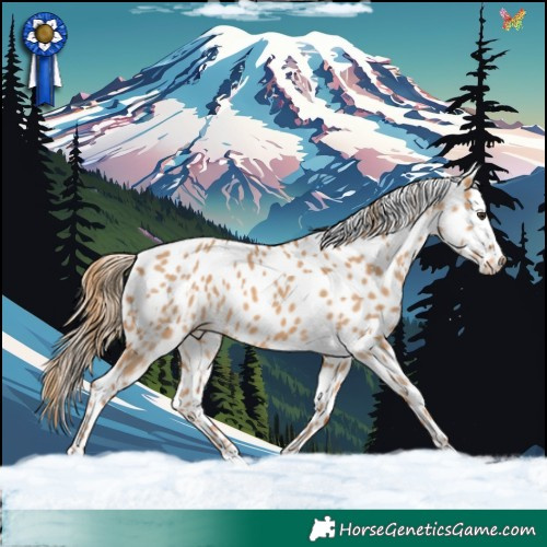 Horse Color:Red Dun Skewed Appaloosa 