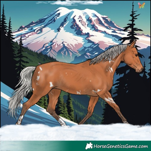 Horse Color:White Spotted Silver Bay Rabicano
